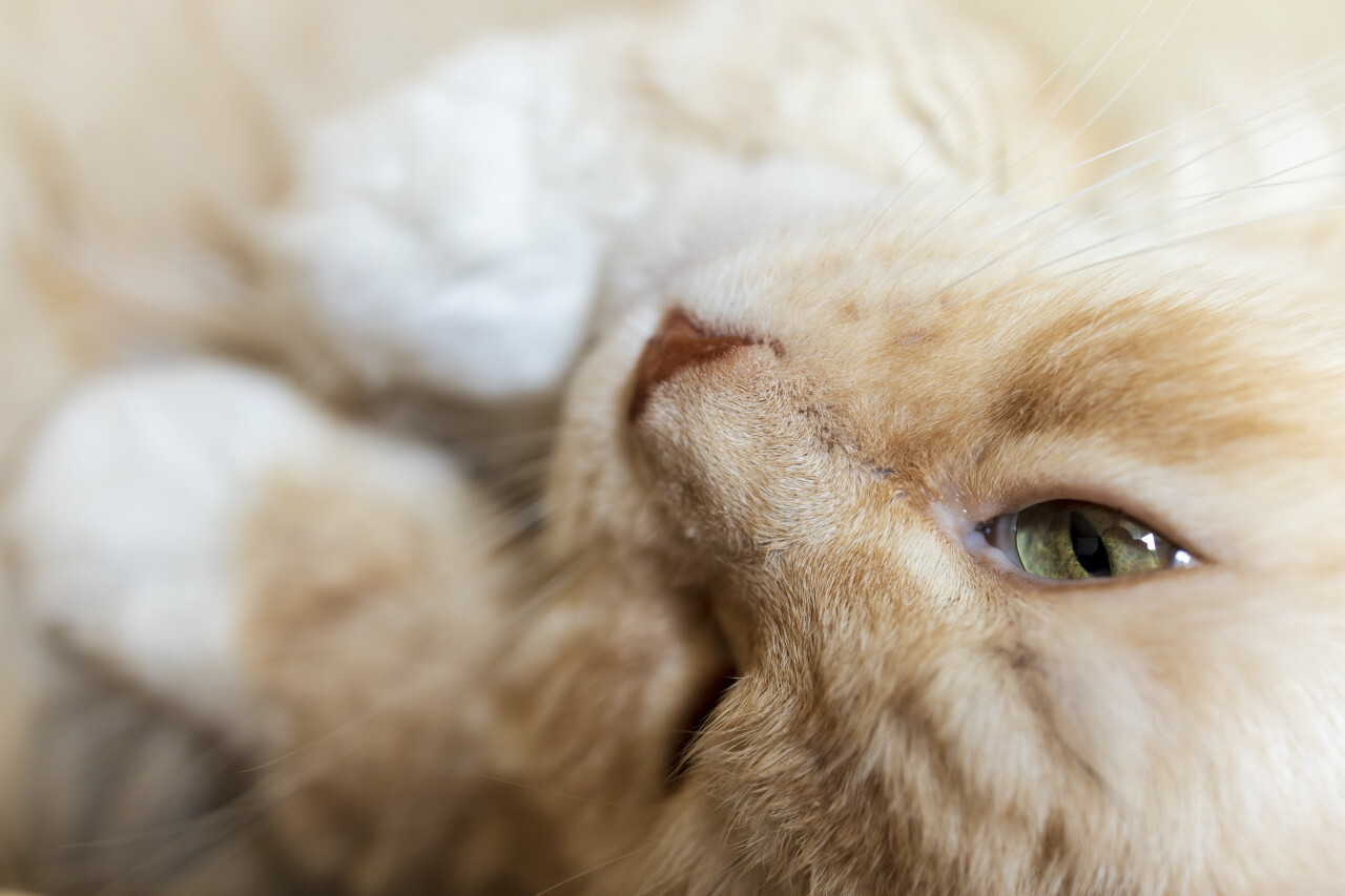 close up of a sleepy maine coon cat