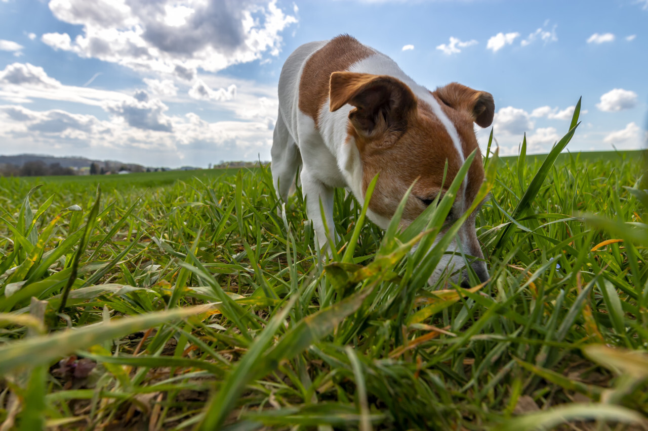 Jack Russell Terrier on a green meadow