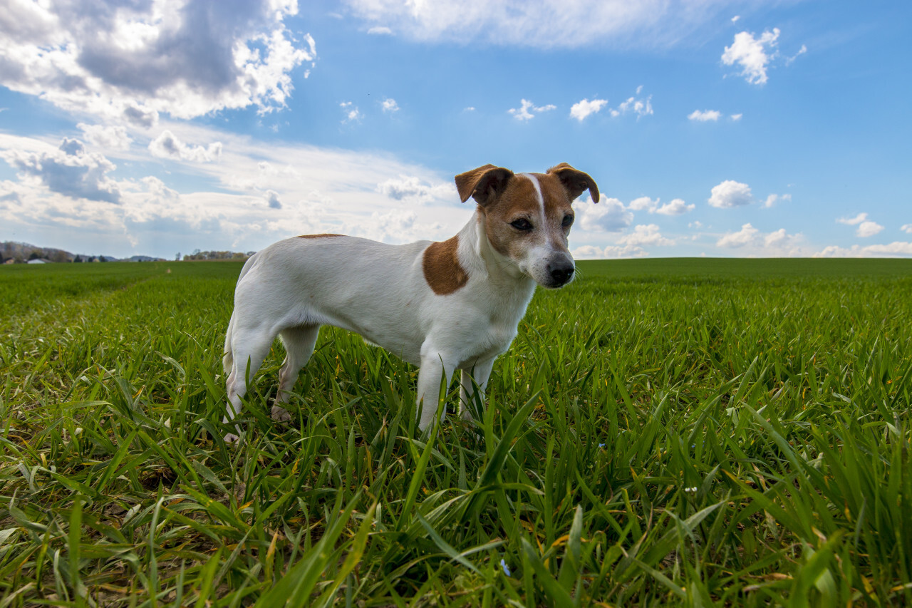 Jack Russell Terrier standing on a green meadow