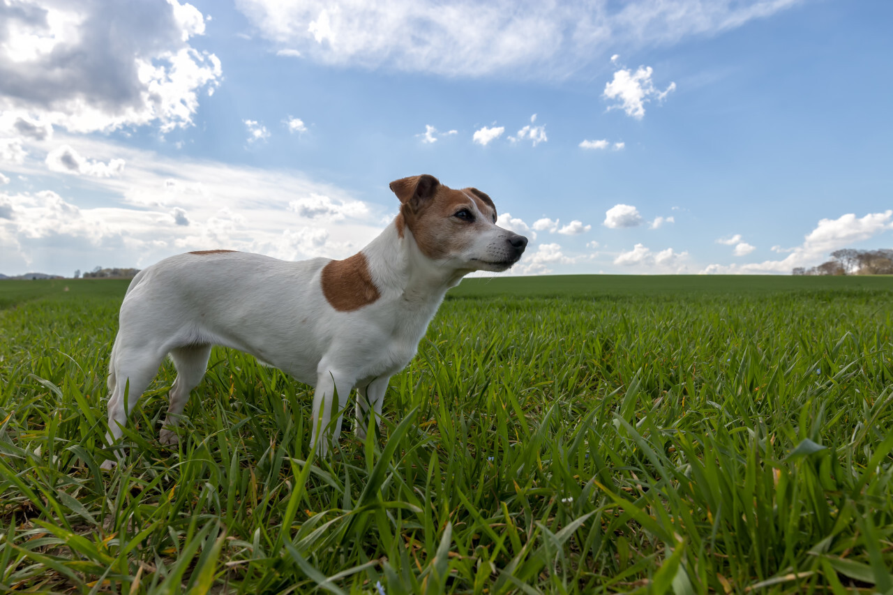 Jack Russell Terrier on a green meadow