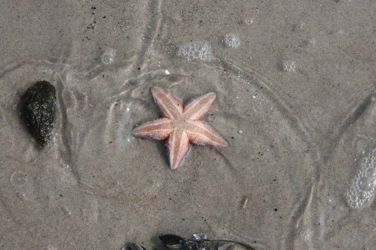 Starfish washed up on the beach