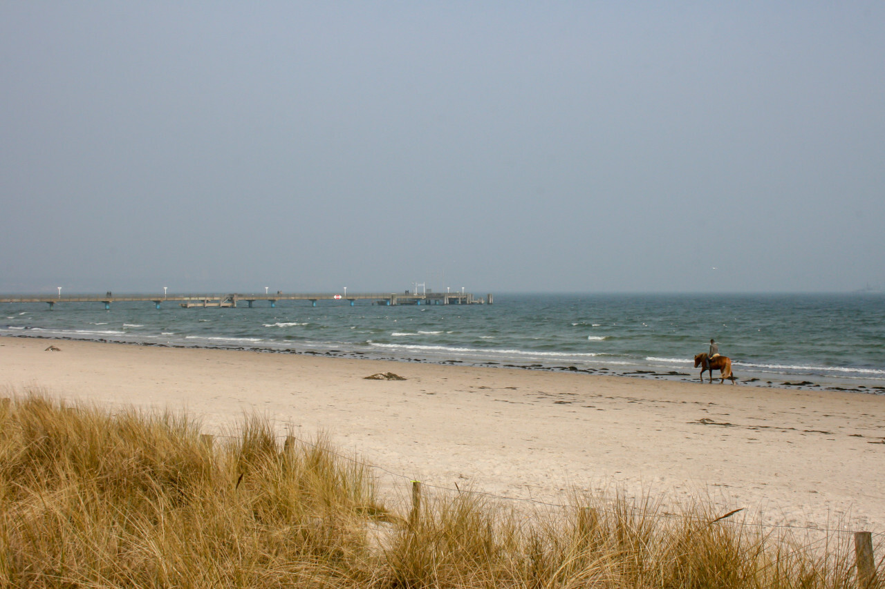 Rider rides his horse on the beach of the Baltic Sea