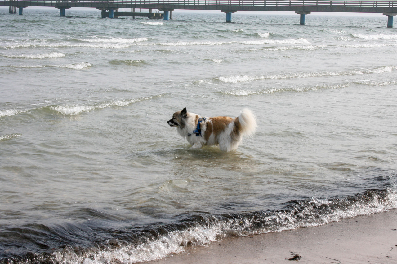 Dog in the water of the Baltic Sea