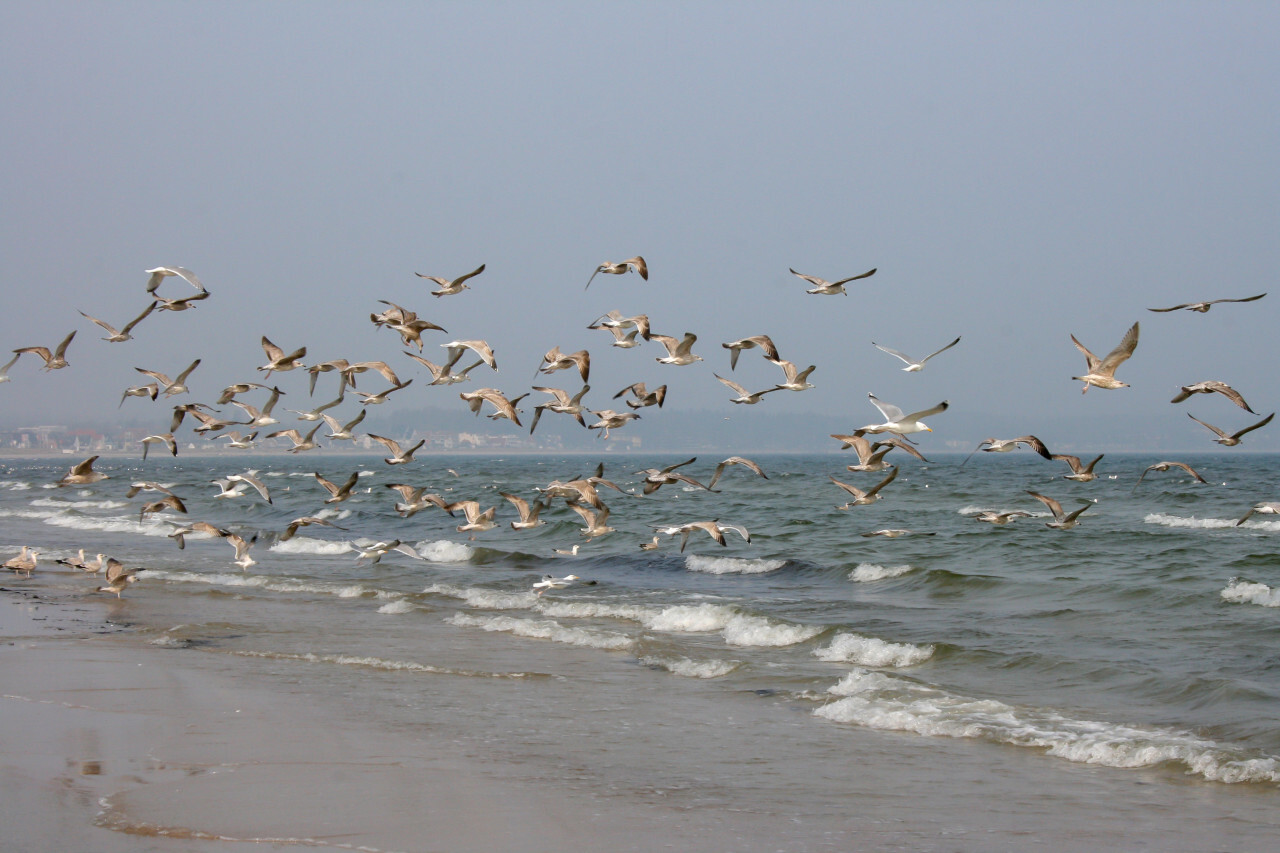 Seagulls fly over the Baltic Sea beach