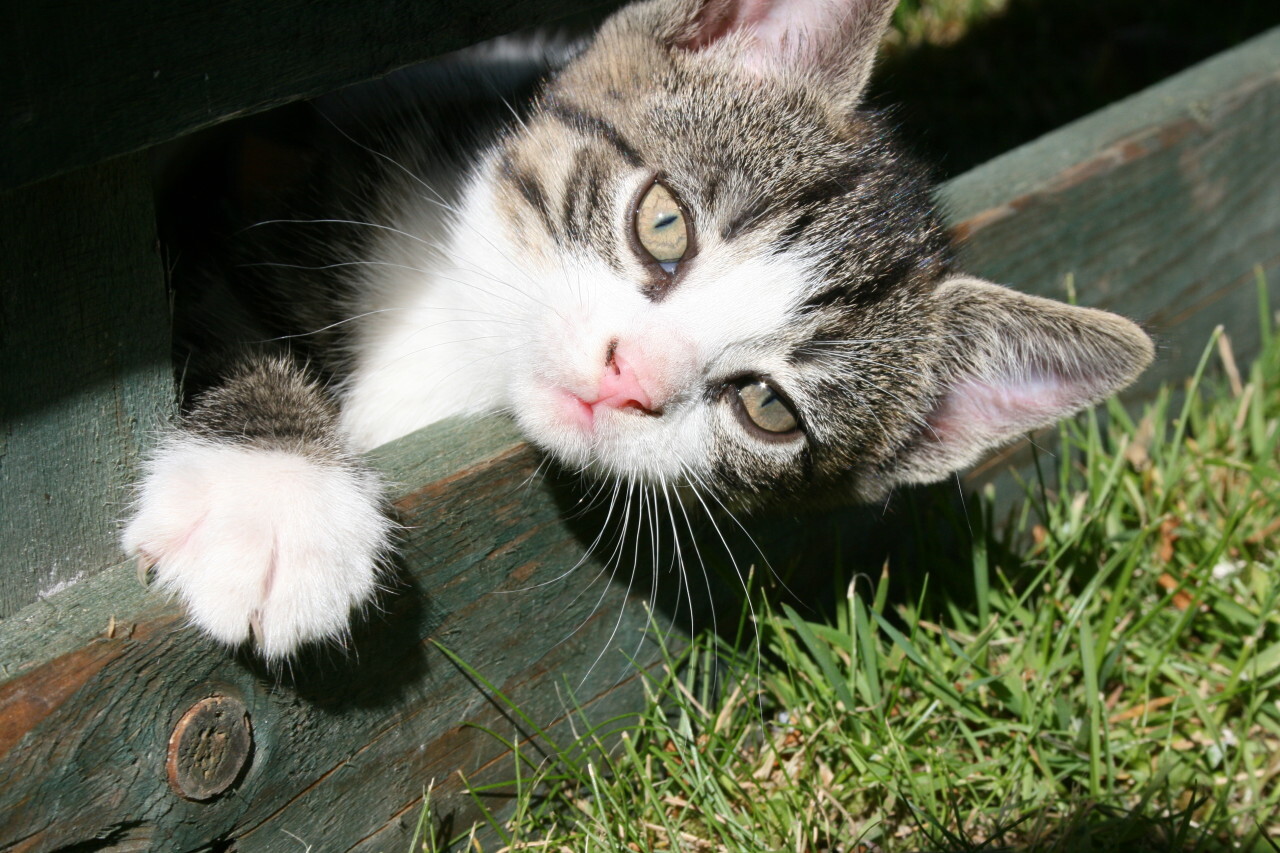 baby cat kitten in the garden