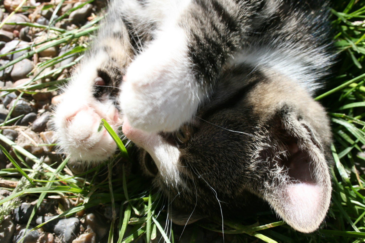 baby cat kitten is playing with a blade of grass