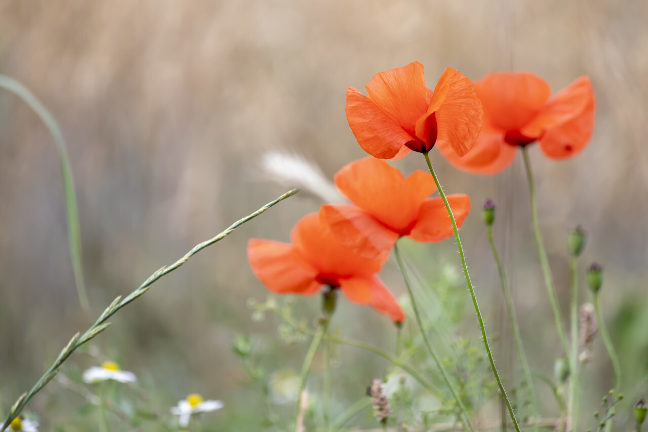 Red poppy (Papaver sp.) flowers, Bavaria, Germany, Europe