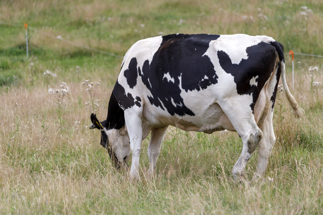 Black and white spotted cow grazes in a pasture
