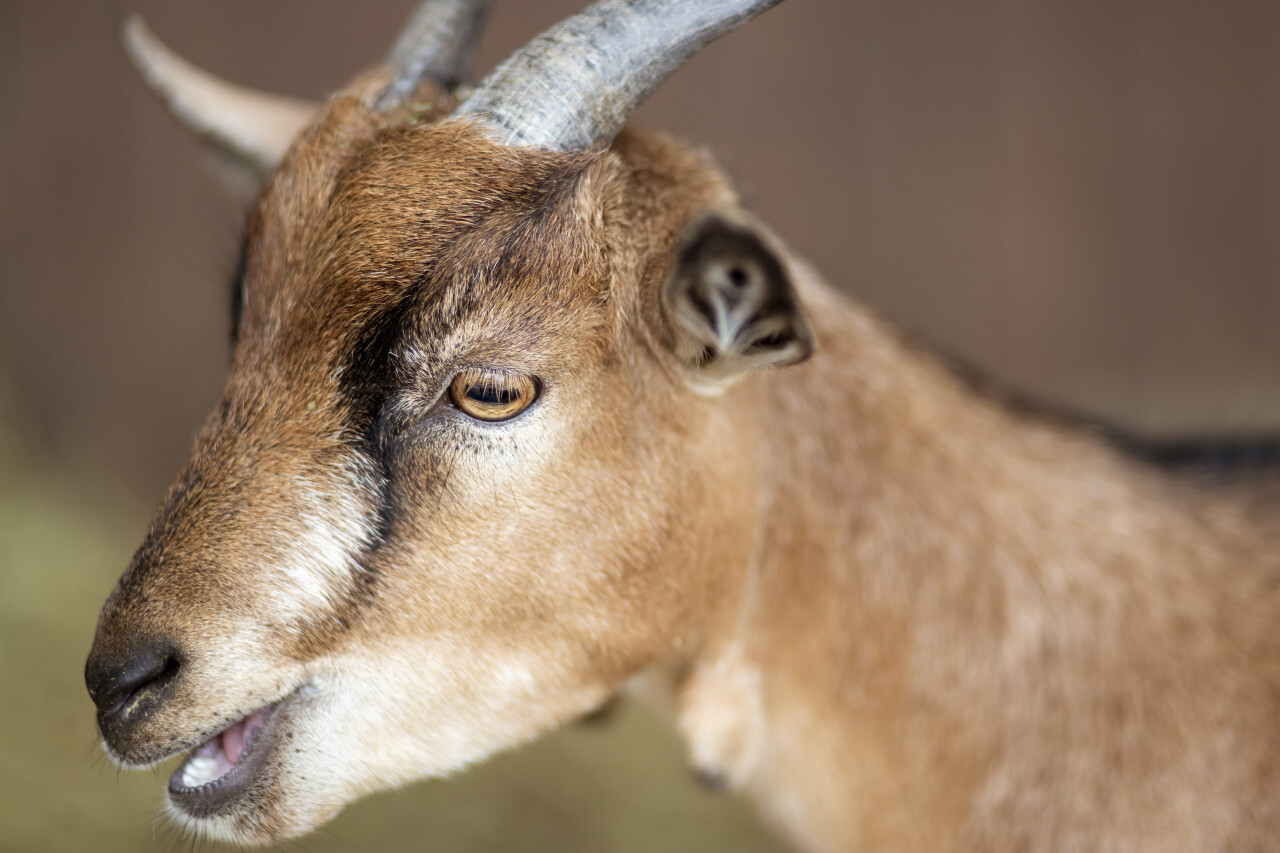 Portrait of a cute goat