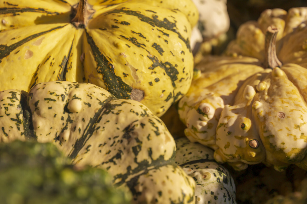 Orange pumpkins