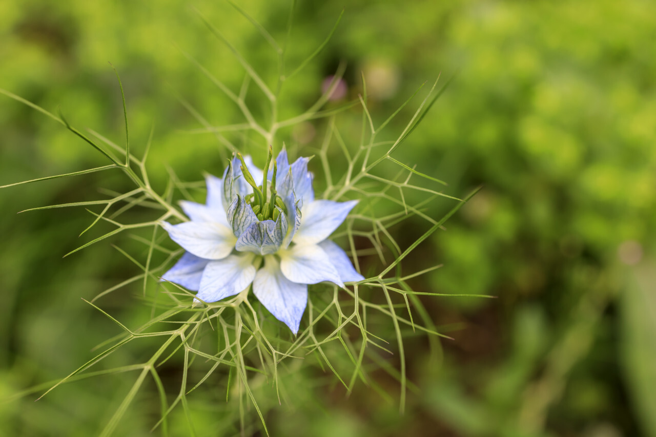 Nigella damascena, wild fennel