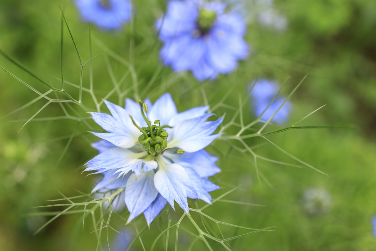 Nigella damascena, wild fennel