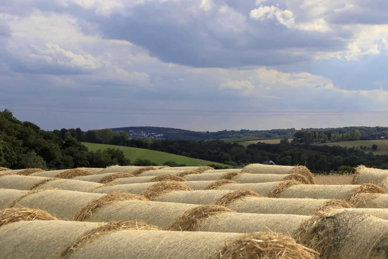 Hay bales on the field after harvest