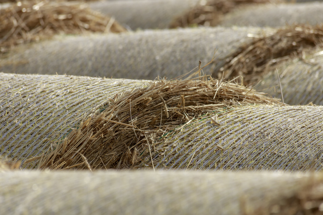 Hay bales on the field after harvest