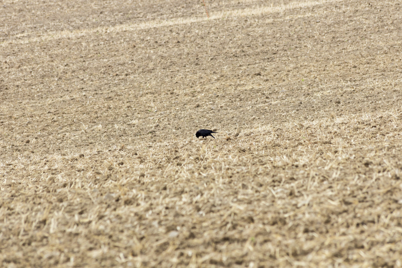 Crow on a harvested field in summer