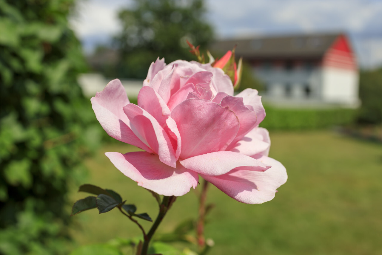 Beautiful pink rose in a garden