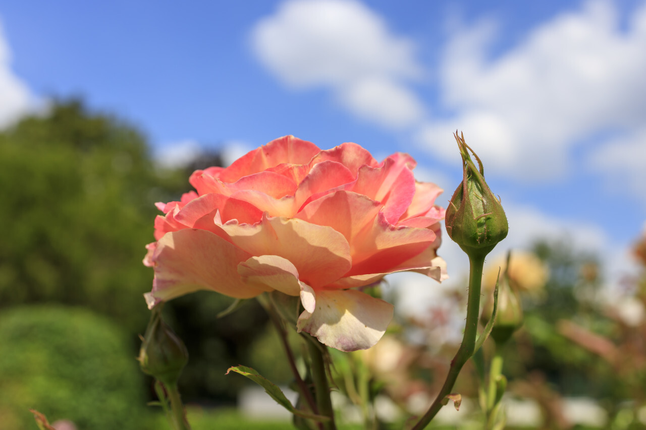 Beautiful pink rose in a garden