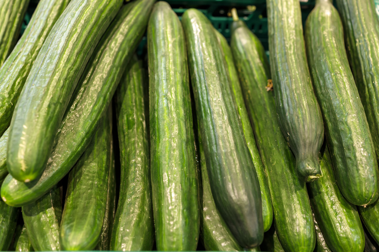 Freshly harvested small and big green Cucumbers in boxes on farmers market shelves close-up.