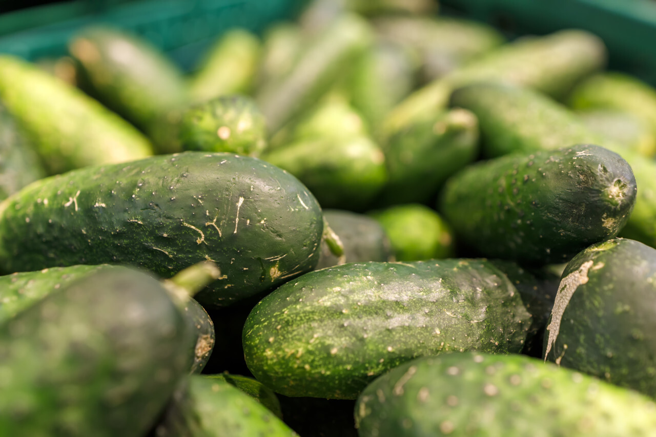 Freshly harvested small and big green Cucumbers in boxes on farmers market shelves close-up.