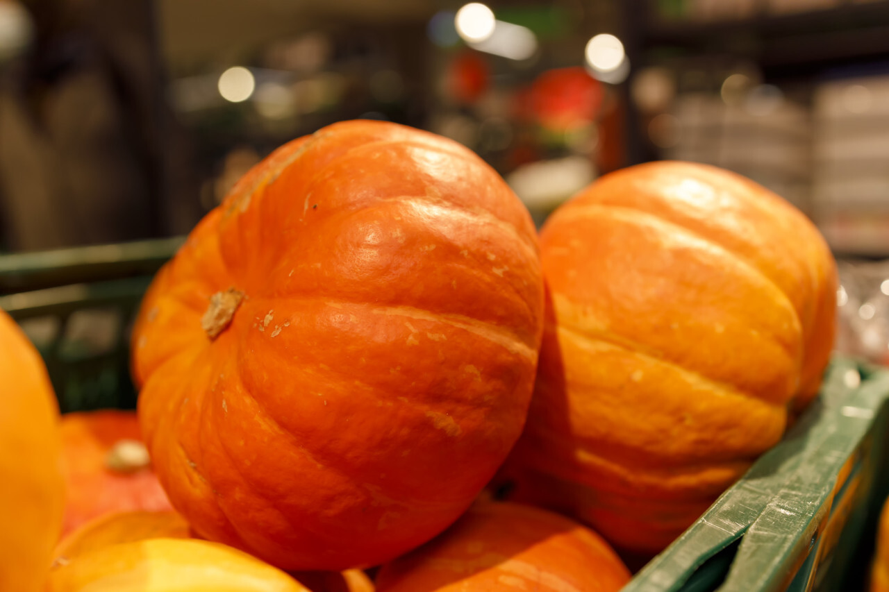 Sugar Pie Pumpkins. Bright orange fruits. Healthy eco food.