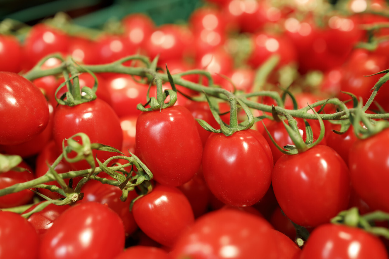 cherry tomatoes on vine in a supermarket