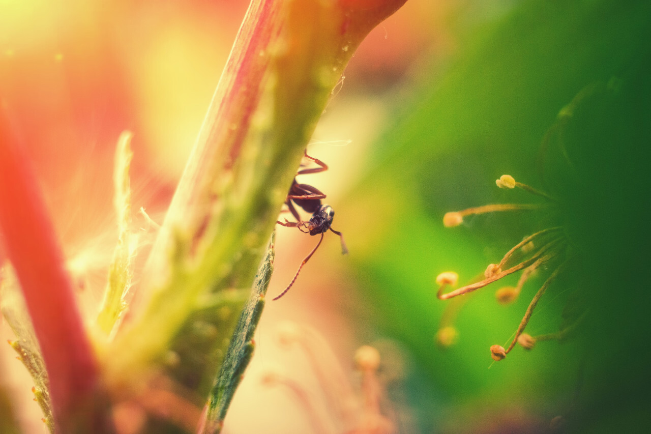 Ant on grass