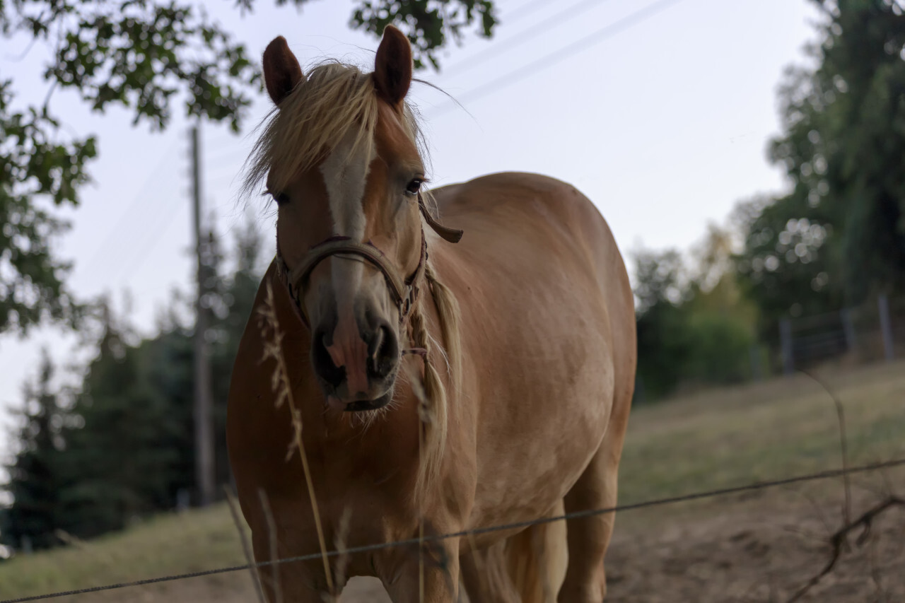 Beautiful latvian breed bay horse