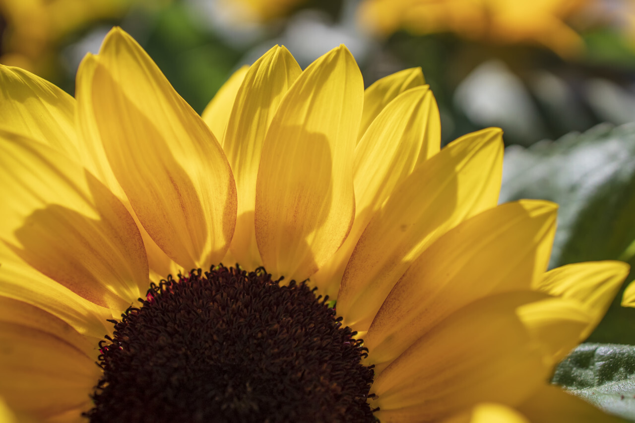 Background with orange beautiful sunflowers