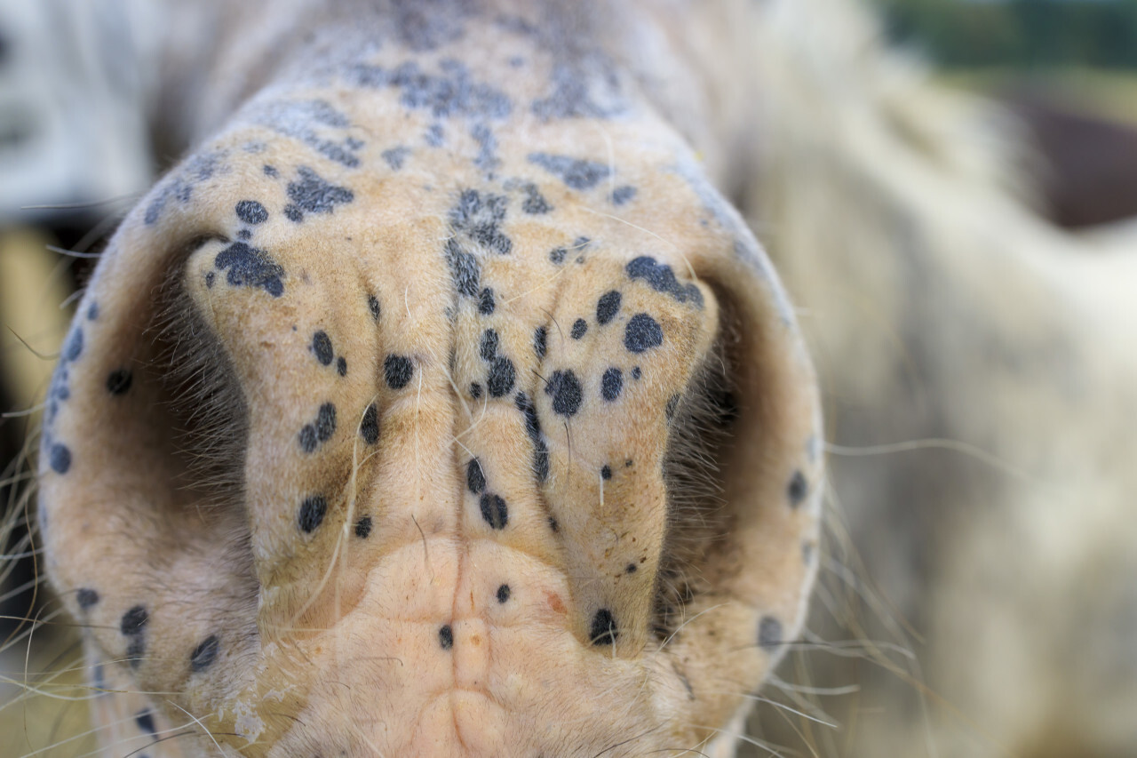 Muzzle of a black spotted gray horse