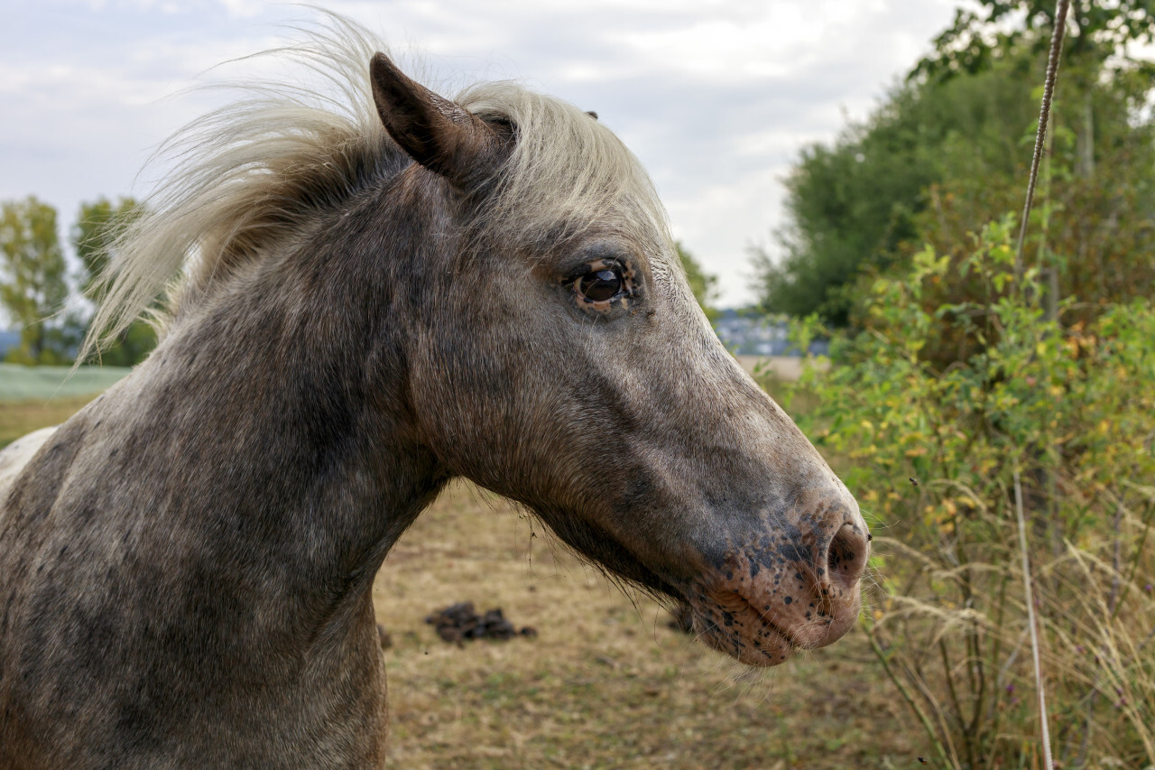 Gray pony on pasture, cute little animal portrait