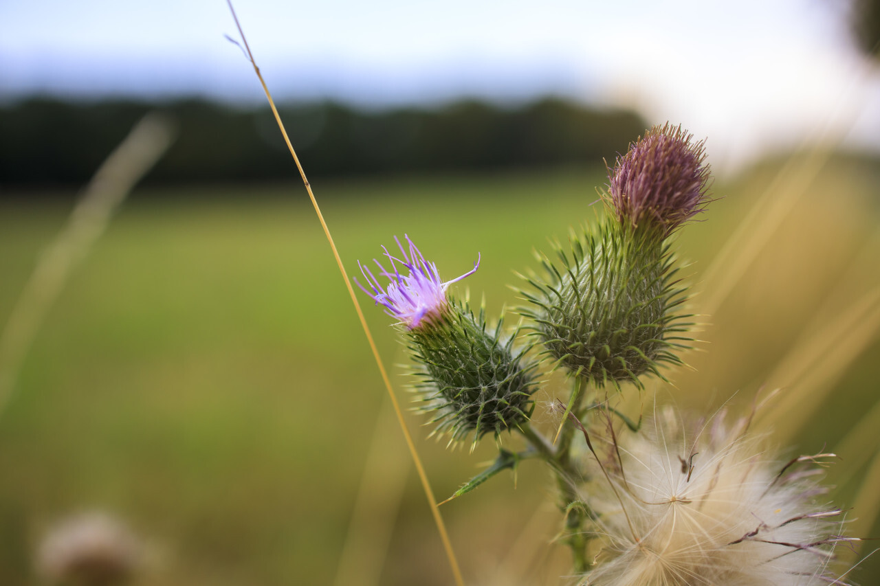 Milk thistle flower in a rural landscape