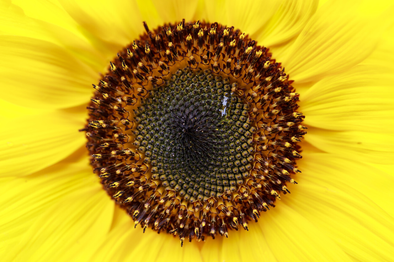 Tall sunflower with a bright yellow closeup background