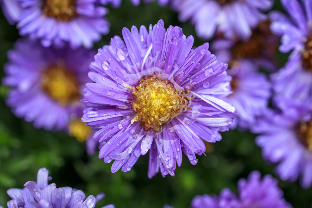 Rain wet Blooming Purple Aster Flowers