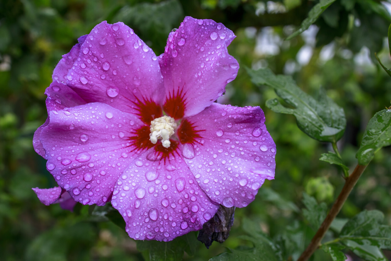 Purple Hibiscus flower wet from the rain