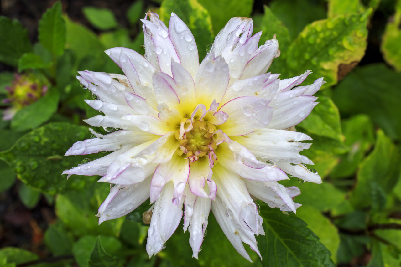 Closeup view of beautiful white dahlia flower