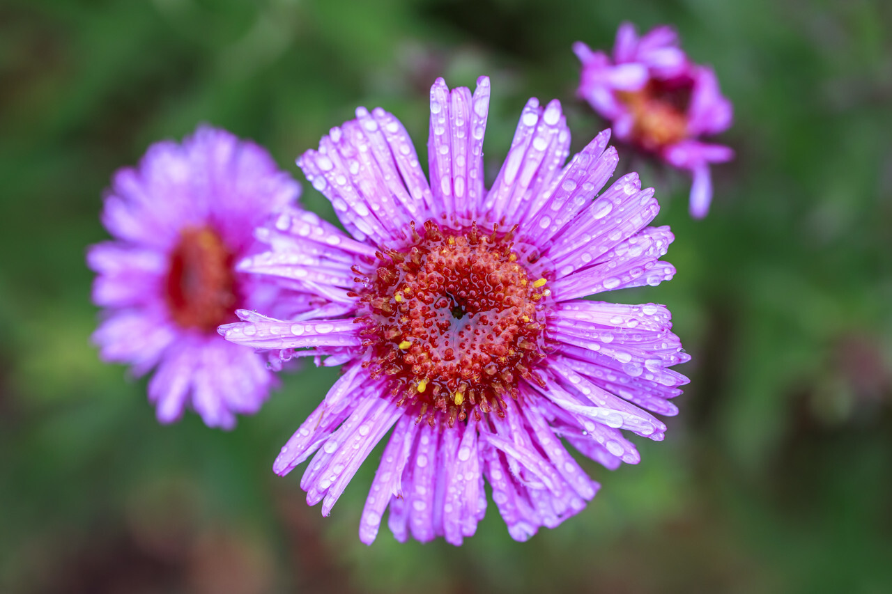 Rain wet Blooming Pink Aster Flowers