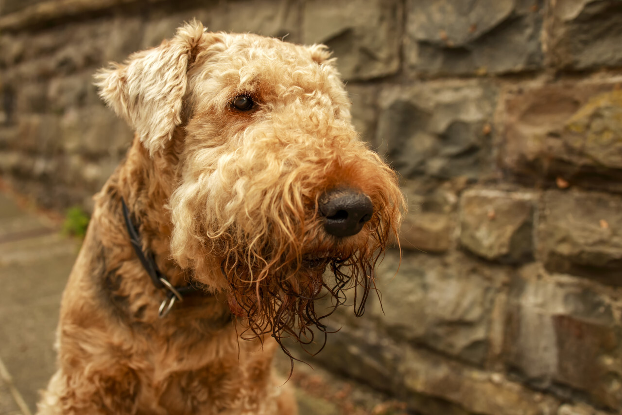 Airedale Terrier, also called Bingley Terrier and Waterside Terrier