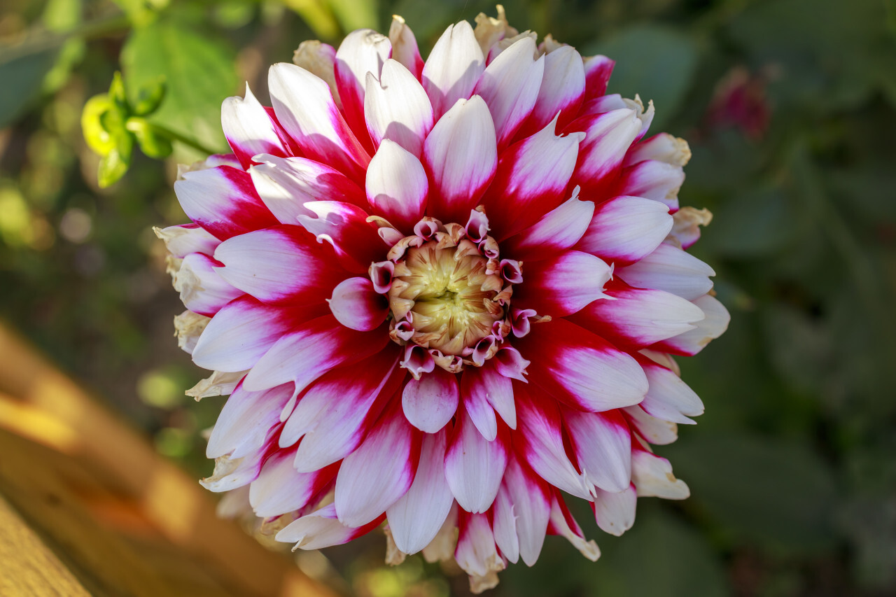 Closeup shot of a red and white dahlia flower