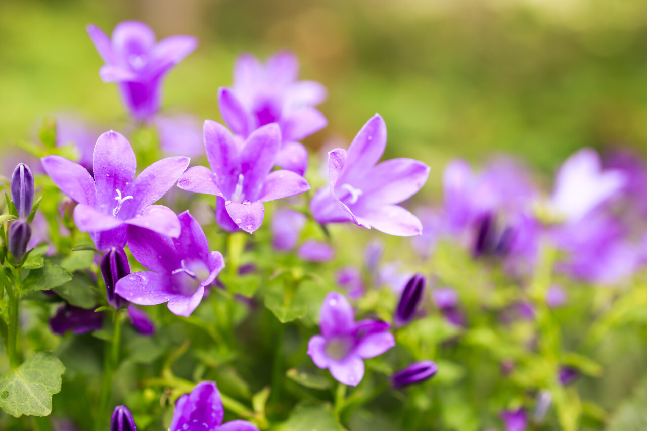 Blossom of pink bellflowers campanula flowers in garden, nature background close up