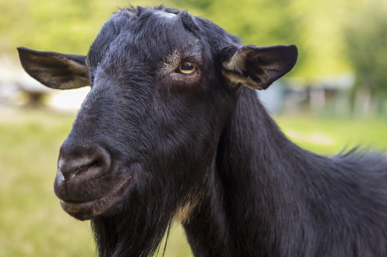 Portrait of a black Goat on a meadow