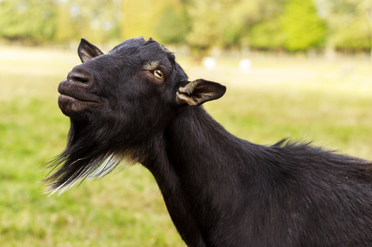 Portrait of a black Goat on a meadow