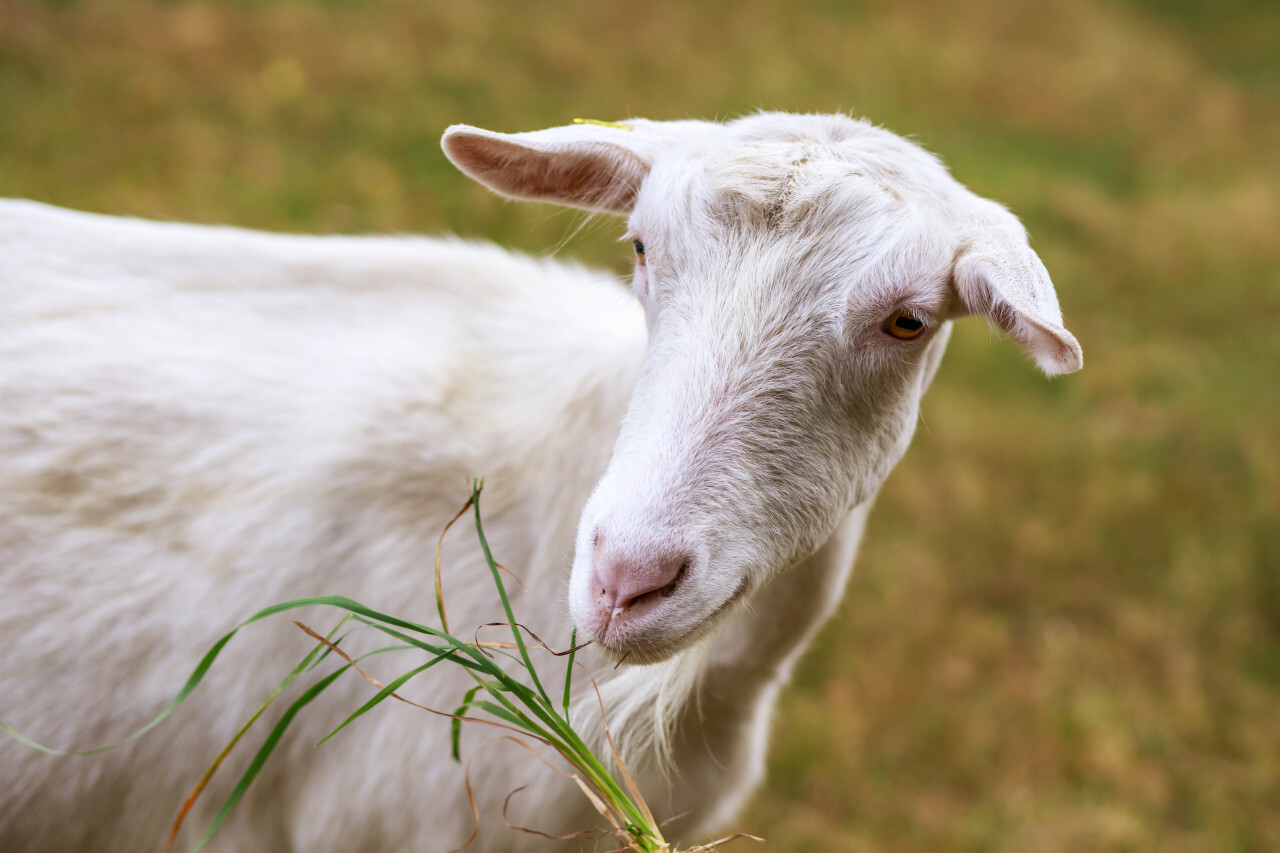 Portrait of a white Goat on a meadow