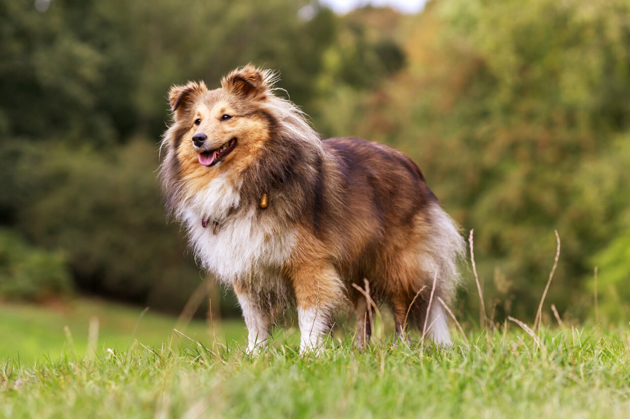 Shetland Sheepdog on a meadow