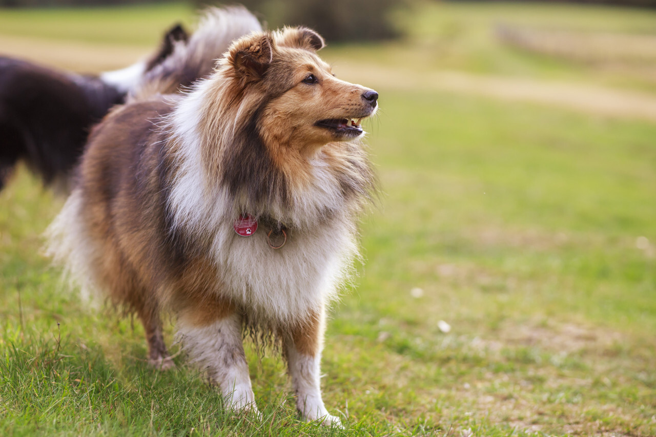 Shetland Sheepdog on a meadow