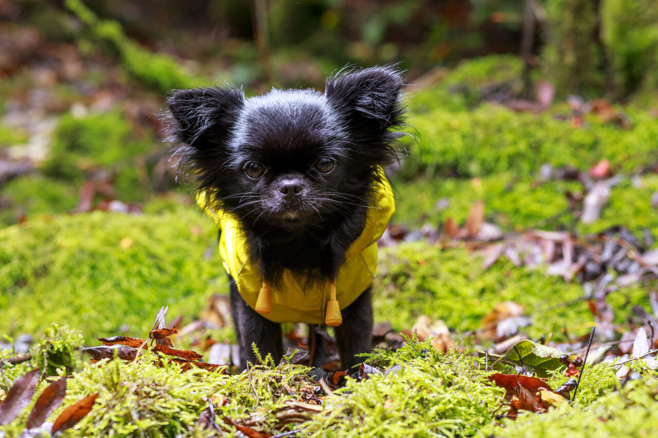 adorable little chihuahua dog wearing a yellow oil jacket in the autumn forest during some rain