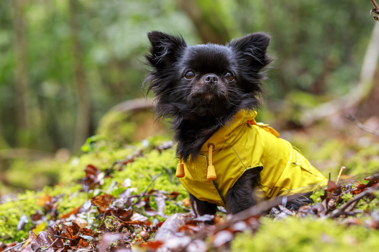 adorable little chihuahua dog wearing a yellow oil jacket in the autumn forest during some rain