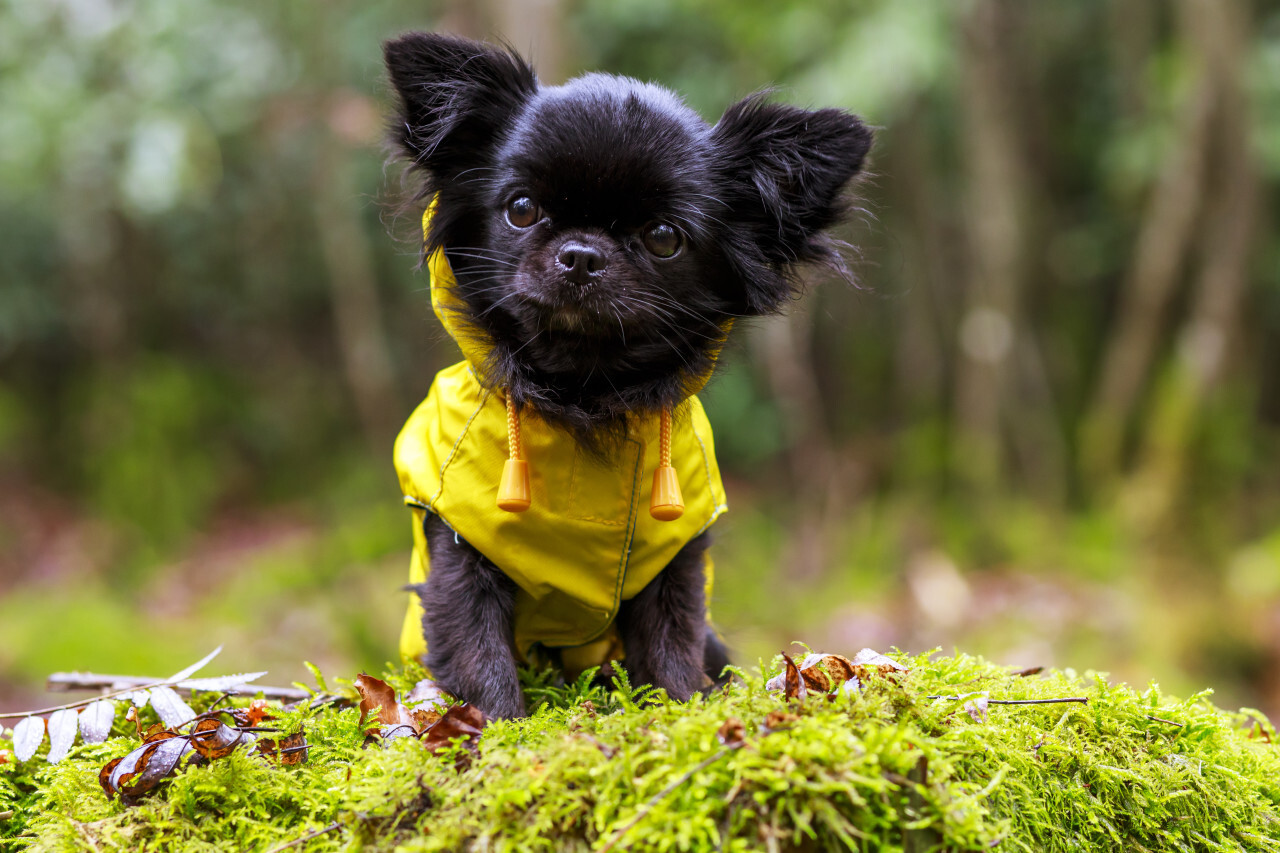 adorable little chihuahua dog wearing a yellow oil jacket in the autumn forest during some rain