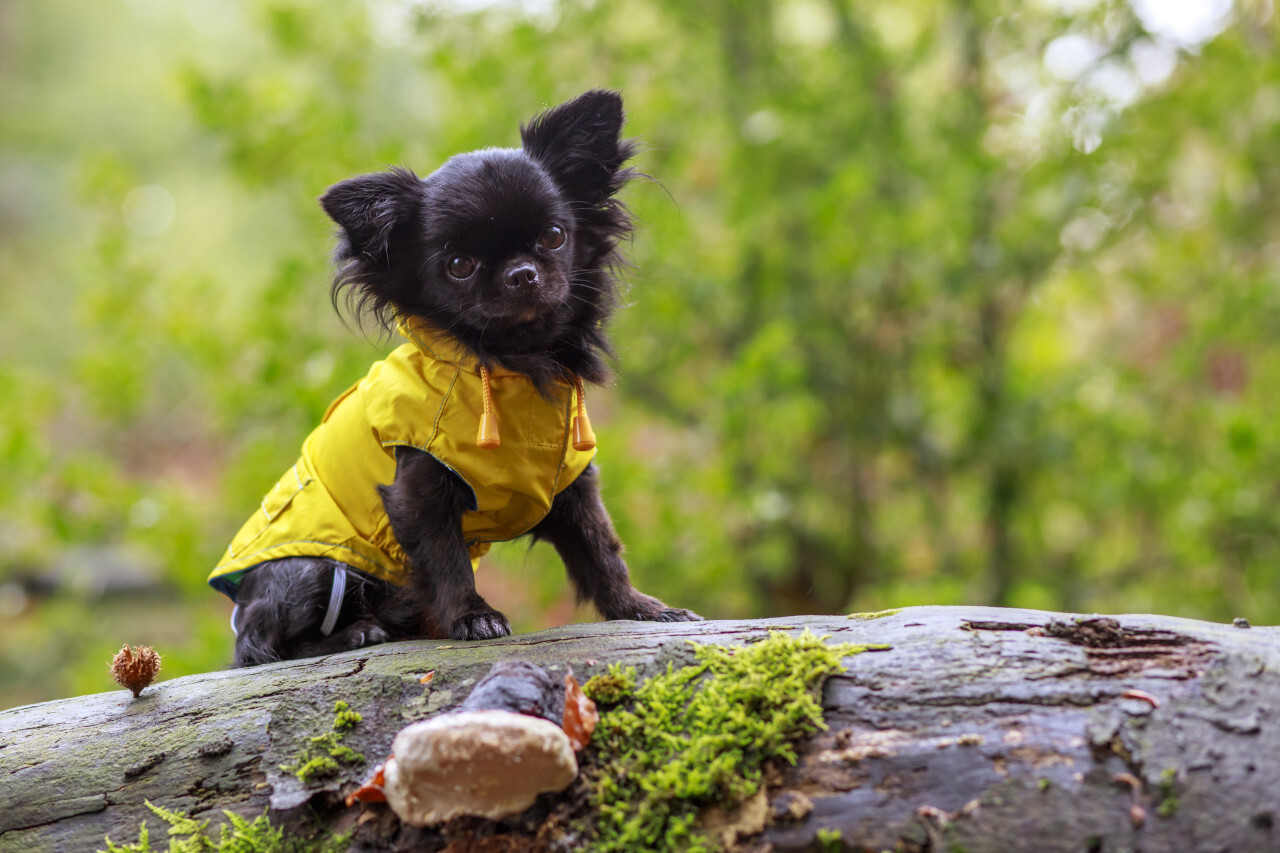 adorable little chihuahua dog wearing a yellow oil jacket in the autumn forest during some rain