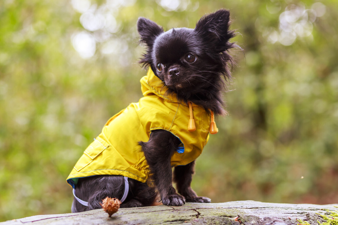 adorable little chihuahua dog wearing a yellow oil jacket in the autumn forest during some rain