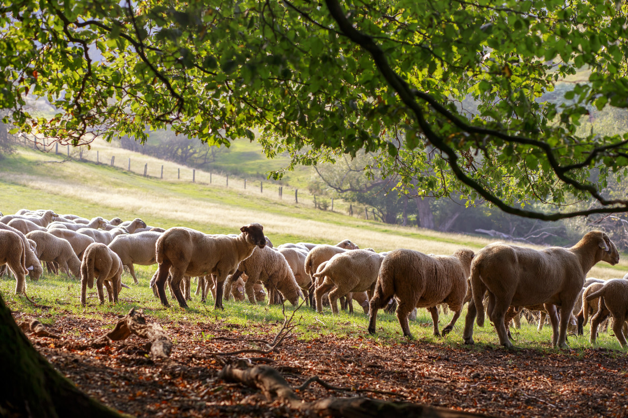 A large flock of sheep is driven from the pastures into the stables